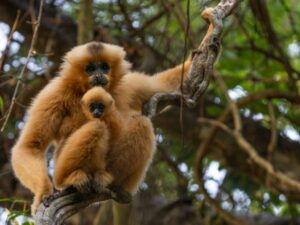 Cat Tien National Park Monkeys